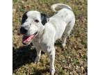 Adopt Toony a White Border Collie / Mixed dog in Leitchfield, KY (38925740)