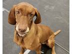 Adopt Valor a Brown/Chocolate Vizsla / Vizsla / Mixed dog in Lockhart