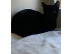Adopt Mianocko a All Black Domestic Shorthair / Domestic Shorthair / Mixed cat