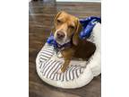 Adopt Ellie Mae a Brown/Chocolate - with White Beagle / Mixed dog in Houston