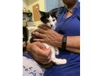Adopt Harry DC a White Domestic Mediumhair / Domestic Shorthair / Mixed cat in