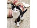 Adopt Moo bonded w Spot a White Domestic Shorthair / Domestic Shorthair / Mixed