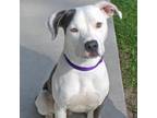 Adopt Journey a White - with Tan, Yellow or Fawn Mixed Breed (Medium) / Mixed