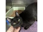 Adopt Sabrina a All Black Domestic Shorthair (short coat) cat in Fallbrook