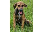 Adopt Paris a Brown/Chocolate - with White Hound (Unknown Type) / Mixed dog in