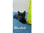 Adopt Macchiato a All Black Domestic Shorthair (short coat) cat in Fallbrook