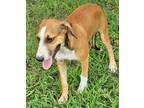 Adopt Ryder a Tan/Yellow/Fawn - with White Hound (Unknown Type) / Feist / Mixed