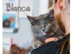 Adopt Blanca a Gray or Blue (Mostly) Domestic Mediumhair (medium coat) cat in