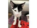 Adopt Madden a Black & White or Tuxedo Domestic Shorthair (short coat) cat in