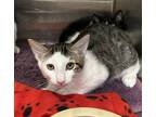 Adopt Roman a Brown Tabby Domestic Shorthair (short coat) cat in Fallbrook