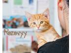 Adopt Rozovyy a Orange or Red Domestic Shorthair (short coat) cat in Somerset
