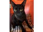 Adopt Aramis a All Black Domestic Shorthair (short coat) cat in Fallbrook