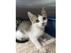 Adopt Bazinga a Brown Tabby Domestic Shorthair (short coat) cat in Fallbrook