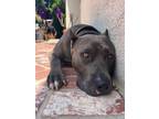 Adopt Grayson a Gray/Blue/Silver/Salt & Pepper American Pit Bull Terrier / Mixed