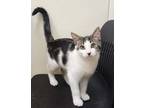 Adopt Spot bonded w Moo a White Domestic Shorthair / Domestic Shorthair / Mixed