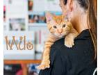 Adopt Milo a Orange or Red Domestic Shorthair (short coat) cat in Somerset