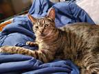 Adopt Charlie a Brown Tabby Domestic Shorthair / Mixed (short coat) cat in Lake