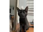 Adopt Marty a All Black Domestic Shorthair / Mixed (short coat) cat in Metairie