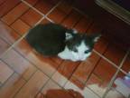 Adopt Kitty a Black & White or Tuxedo American Shorthair / Mixed (medium coat)