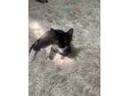 Adopt Tux a Black & White or Tuxedo American Shorthair / Mixed (medium coat) cat