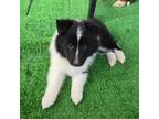 Shetland Sheepdog Puppy for sale in Poquoson, VA, USA