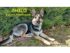 Adopt SHILO a Tan/Yellow/Fawn - with Black German Shepherd Dog / Mixed dog in