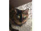 Adopt Willow a Tortoiseshell Domestic Mediumhair / Mixed (medium coat) cat in
