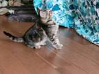 Adopt Straight a Brown Tabby Domestic Shorthair (short coat) cat in San Jose