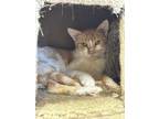 Adopt Viola a Orange or Red Domestic Shorthair / Domestic Shorthair / Mixed cat