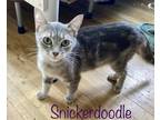 Adopt Snickerdoodle a Gray, Blue or Silver Tabby Domestic Shorthair (short coat)