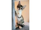 Adopt Sissy a Calico or Dilute Calico Domestic Shorthair (short coat) cat in
