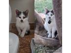 Adopt Copy a White (Mostly) Domestic Shorthair / Mixed (short coat) cat in