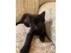 Adopt Rainy a Black (Mostly) Domestic Shorthair (short coat) cat in Manahawkin