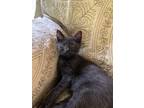 Adopt Stormy a Black (Mostly) Domestic Shorthair (short coat) cat in Manahawkin