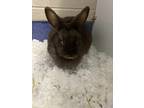 Adopt B The Bunny a Chocolate Other/Unknown / Mixed rabbit in DeKalb