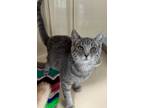 Adopt Lilac a Gray or Blue Domestic Shorthair / Domestic Shorthair / Mixed cat
