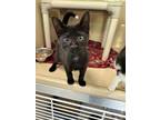 Adopt Tip a All Black Domestic Shorthair / Domestic Shorthair / Mixed cat in