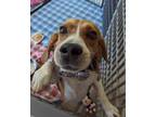 Adopt Mr. Cooper a Black Beagle / Mixed dog in Midlothian, VA (38924924)