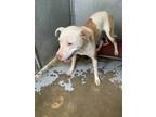 Adopt Mimzy a White Mixed Breed (Large) / Mixed dog in Savannah, TN (38924922)