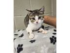 Adopt Cupcake a Gray or Blue Domestic Shorthair / Domestic Shorthair / Mixed cat