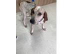 Adopt Maze a White Treeing Walker Coonhound / Mixed dog in Savannah