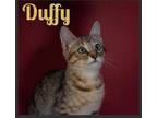 Adopt Duffy a Brown Tabby Domestic Shorthair (short coat) cat in Asheville