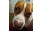 Adopt Whiskey a Brown/Chocolate - with White American Pit Bull Terrier / Mixed