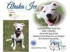 Adopt Alaska Ice a White American Pit Bull Terrier / Mixed dog in Boyd