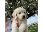Golden Retriever Puppy for sale in Sealy, TX, USA