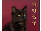 Adopt Ruby a All Black Domestic Longhair (long coat) cat in Asheville