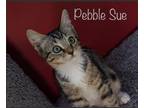Adopt Pebble Sue a Brown Tabby Domestic Shorthair (short coat) cat in Asheville