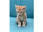 Adopt Really Riley a Orange or Red Tabby American Shorthair (short coat) cat in