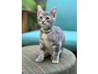 Adopt Rosalie a Gray, Blue or Silver Tabby American Shorthair (short coat) cat