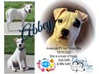 Adopt Abbey a White - with Black American Pit Bull Terrier / Mixed dog in Boyd